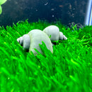 3 Blue Mystery Snails (Pomacea Bridgesii) - AquaticMotiv