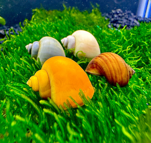3 Mystery Snail *Variety Pack* (Pomacea bridgesii)