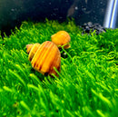 3 Chestnut Mystery Snails (Pomacea Bridgesii) - AquaticMotiv
