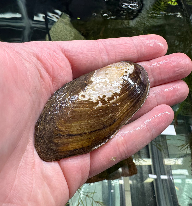Freshwater clams best sale