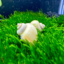 3 Ivory Mystery Snails (Pomacea Bridgesii) - AquaticMotiv