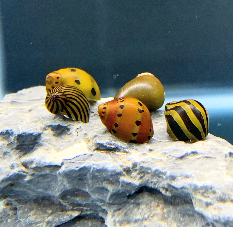 5 Nerite Snails (Mixed Pack)