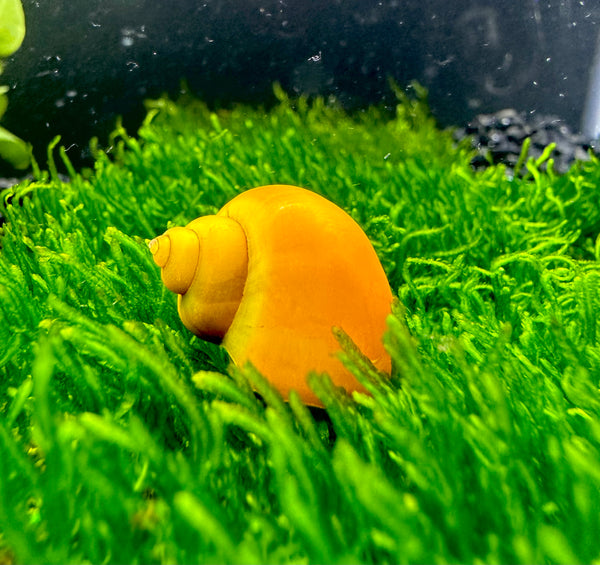3 Yellow Mystery Snails (Pomacea Bridgesii)