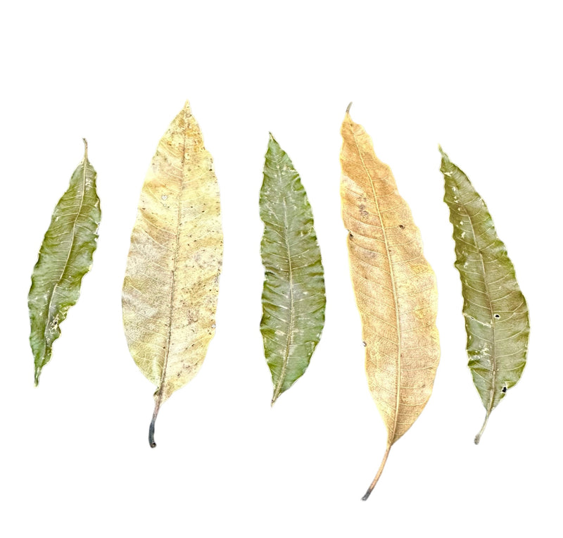Mango Leaves - 10 pcs - AquaticMotiv