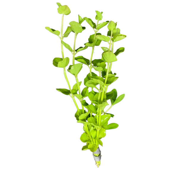 Mint Charlie (Micromeria brownei) - AquaticMotiv