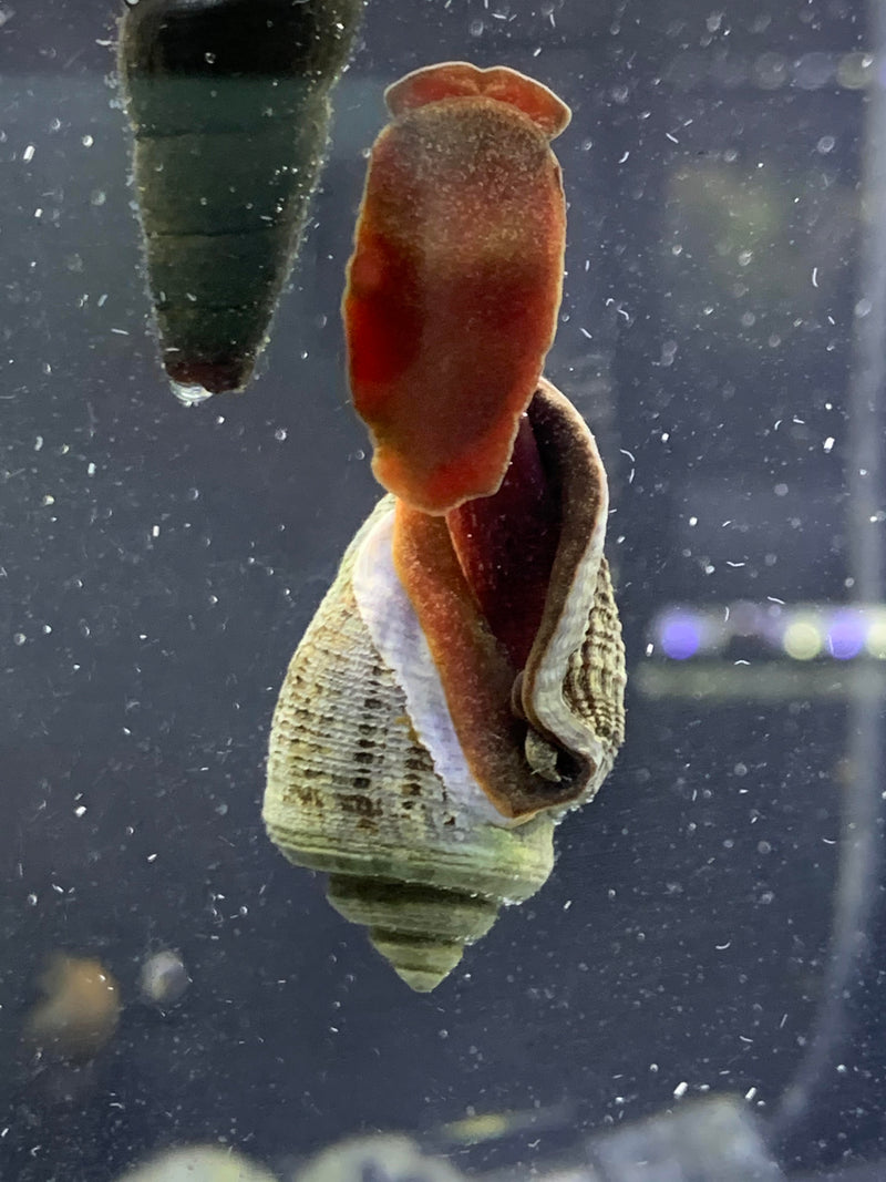 Miratesta Celebensis Snail x2 - AquaticMotiv