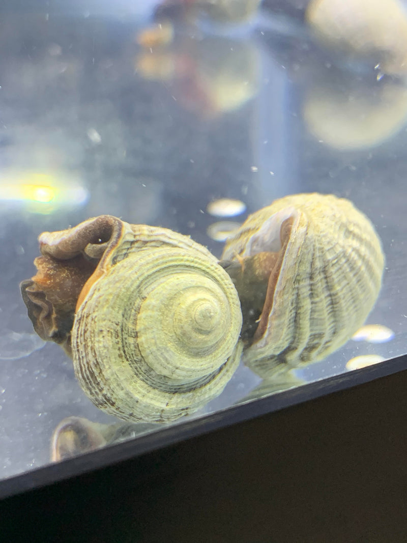 Miratesta Celebensis Snail x2 - AquaticMotiv