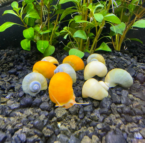 10x Mystery Snail Mix (Pomacea bridgesii) Gold - Blue - Ivory