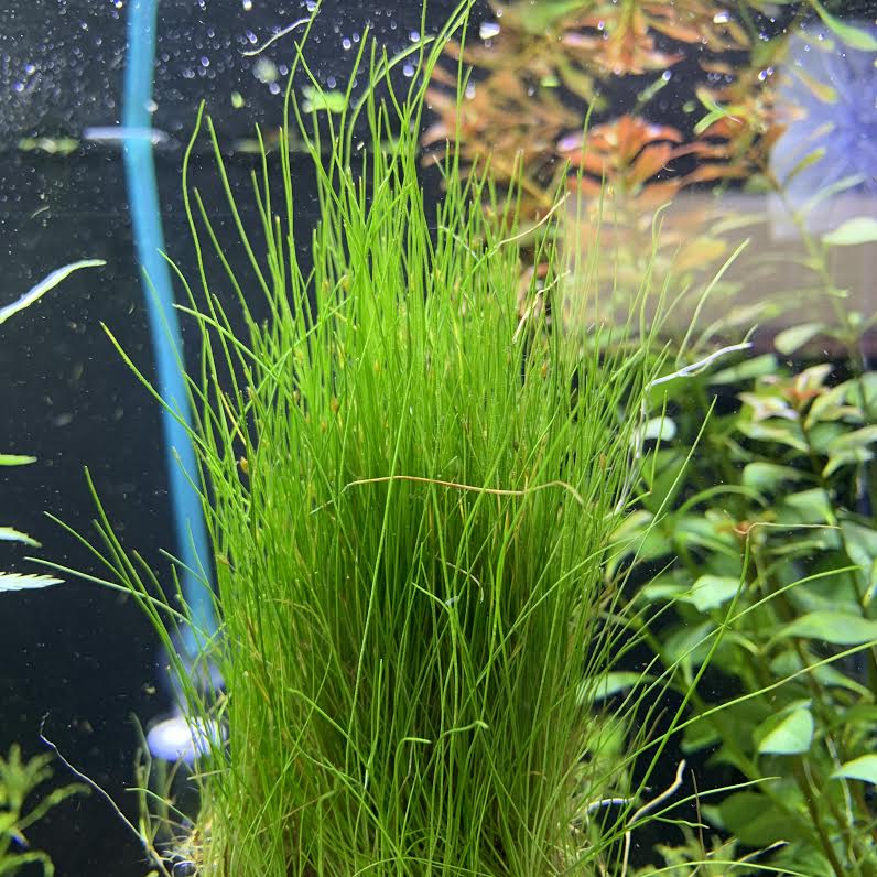 Dwarf Hairgrass (Eleocharis Parvula) Clump x12 ($3.25/ea) - AquaticMotiv