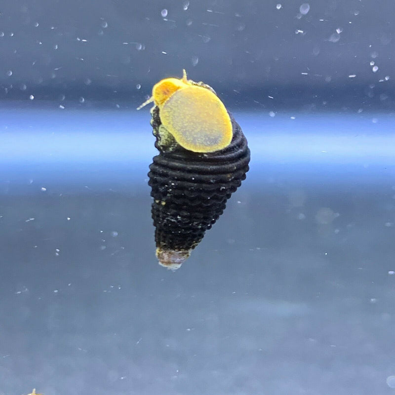Mini Yellow Rabbit Snail x4 (Tylomelania zemis) - AquaticMotiv