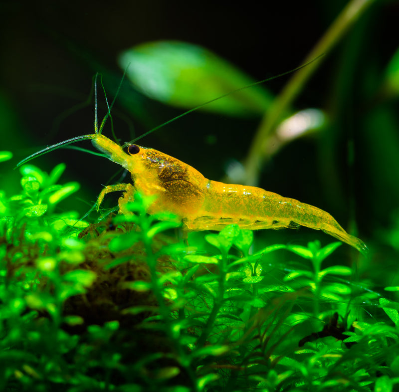 Yellow Goldenback Shrimp - AquaticMotiv