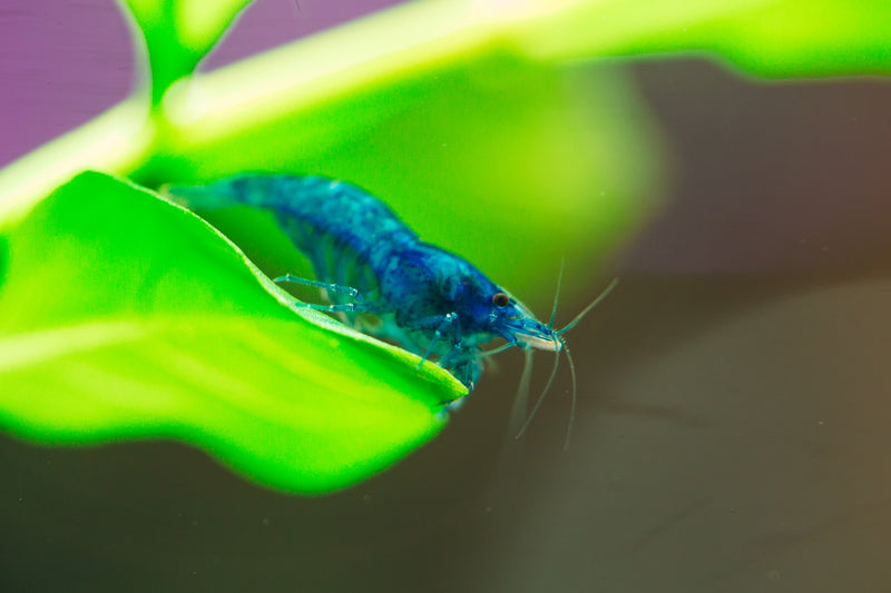 Blue Velvet Shrimp - AquaticMotiv