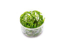Cryptocoryne Lucens UNS Tissue Culture - AquaticMotiv