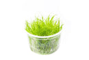 Dwarf hairgrass UNS Tissue Culture - AquaticMotiv