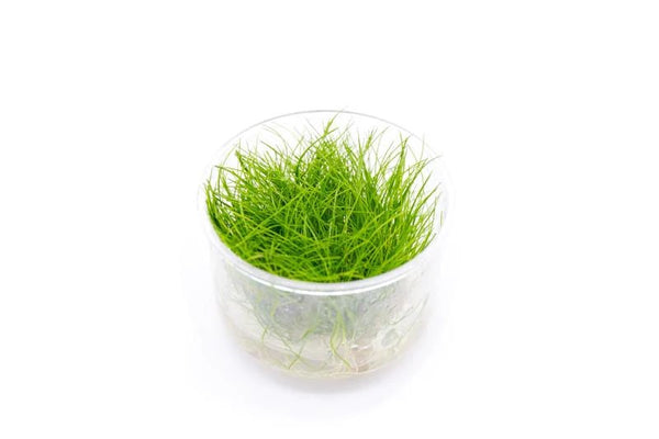 Eleocharis Parvulus Mini UNS Tissue Culture - AquaticMotiv