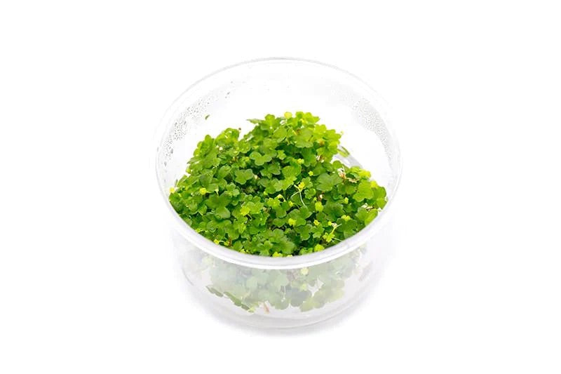 Hydrocotyle Tripartita UNS Tissue Culture - AquaticMotiv