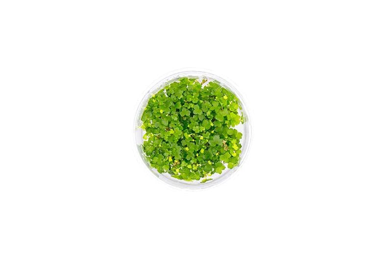 Hydrocotyle Tripartita UNS Tissue Culture - AquaticMotiv