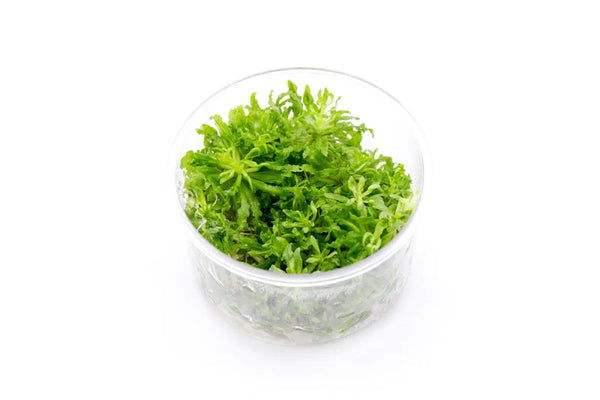 Pogostemon Helferi 'Downoi' UNS Tissue Culture - AquaticMotiv