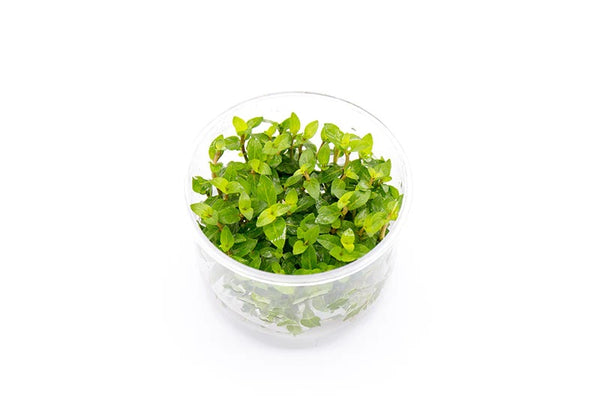 Staurogyne Repens UNS Tissue Culture - AquaticMotiv