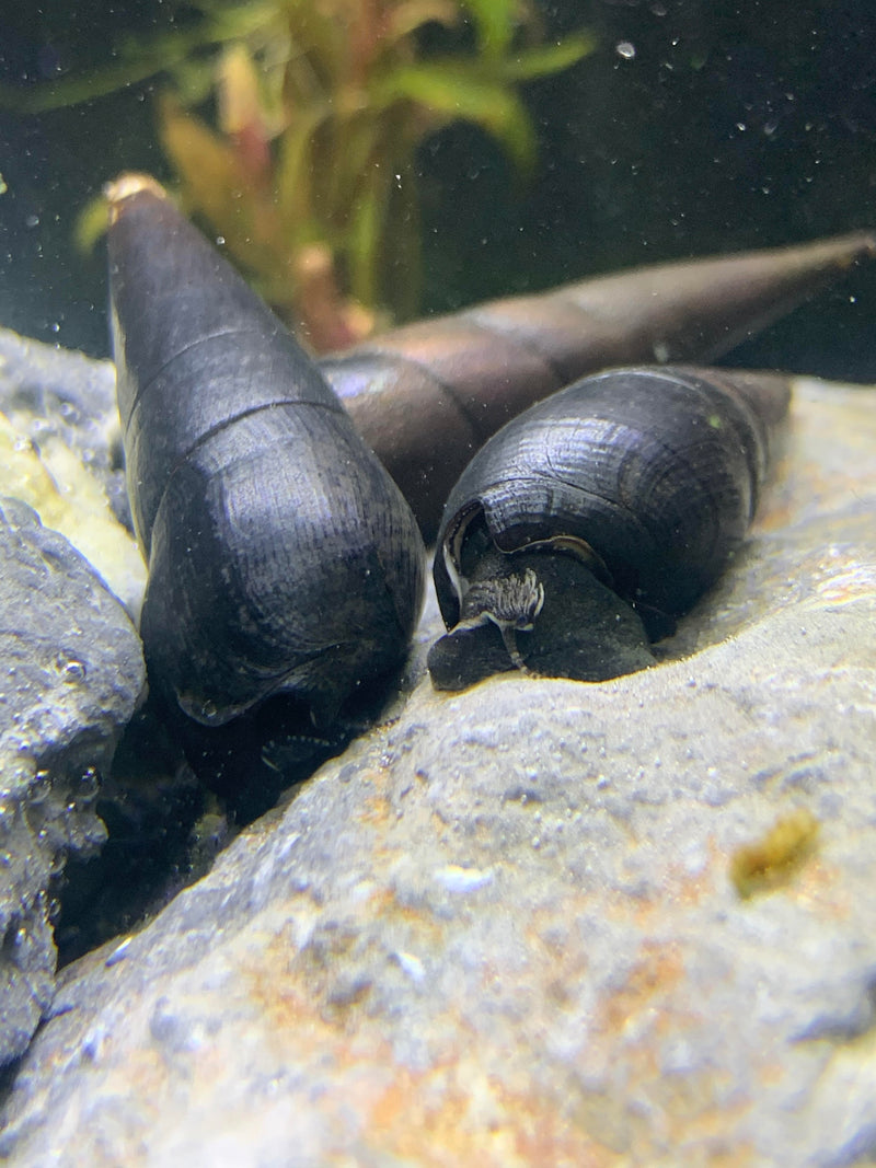 2 Black Devil Spike Snail (Faunus Ater) - AquaticMotiv