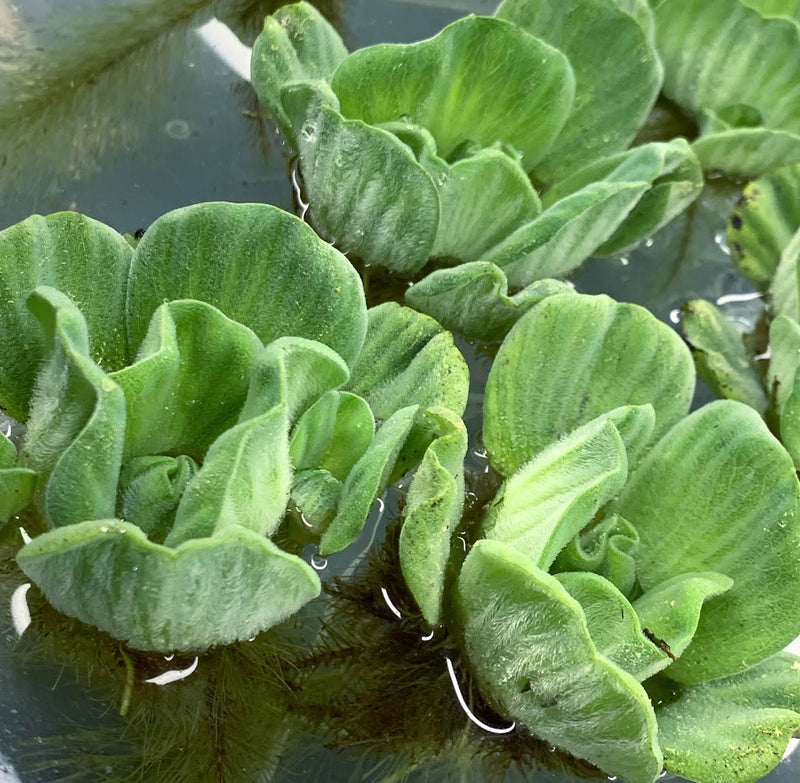 Water Lettuce Rosette (Pistia Sp.) - AquaticMotiv