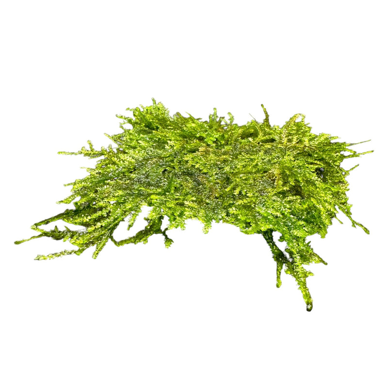 Weeping Moss 3" x 3" Mat (Vesicularia Ferriei) - AquaticMotiv