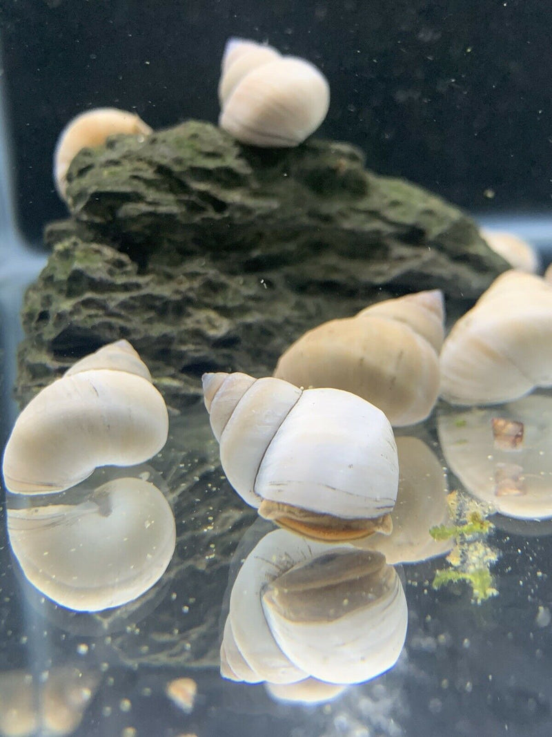 2 White Wizard Trapdoor Snails (Filapaludina Martensi) - AquaticMotiv