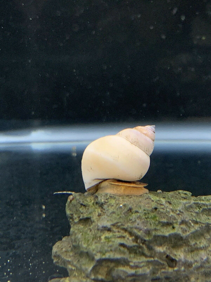 2 White Wizard Trapdoor Snails (Filapaludina Martensi)