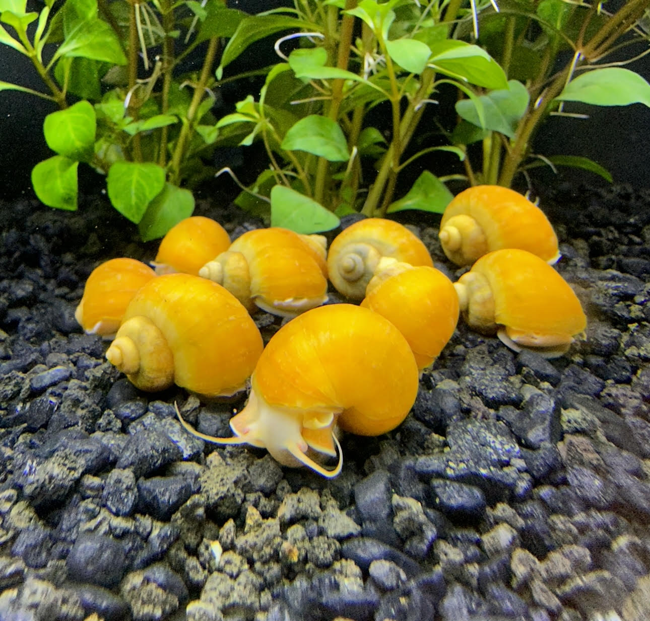 10x Yellow Mystery Snails (Pomacea Bridgesii) | AquaticMotiv