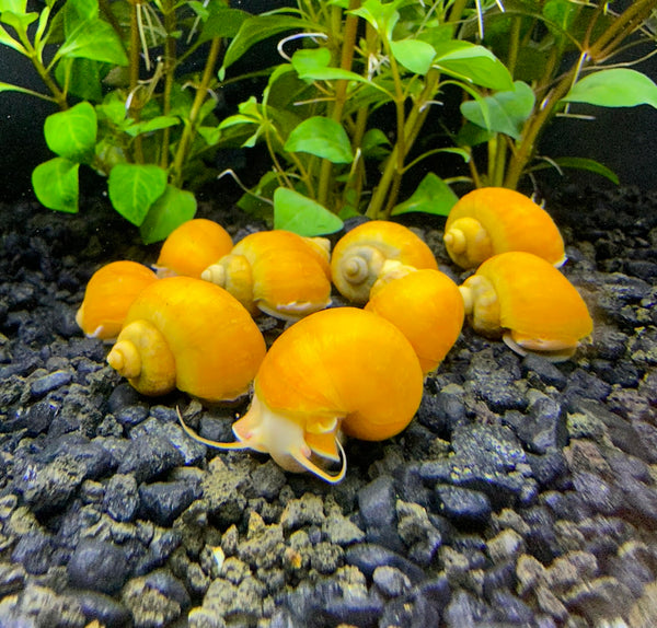 10x Yellow Mystery Snails (Pomacea Bridgesii) - AquaticMotiv